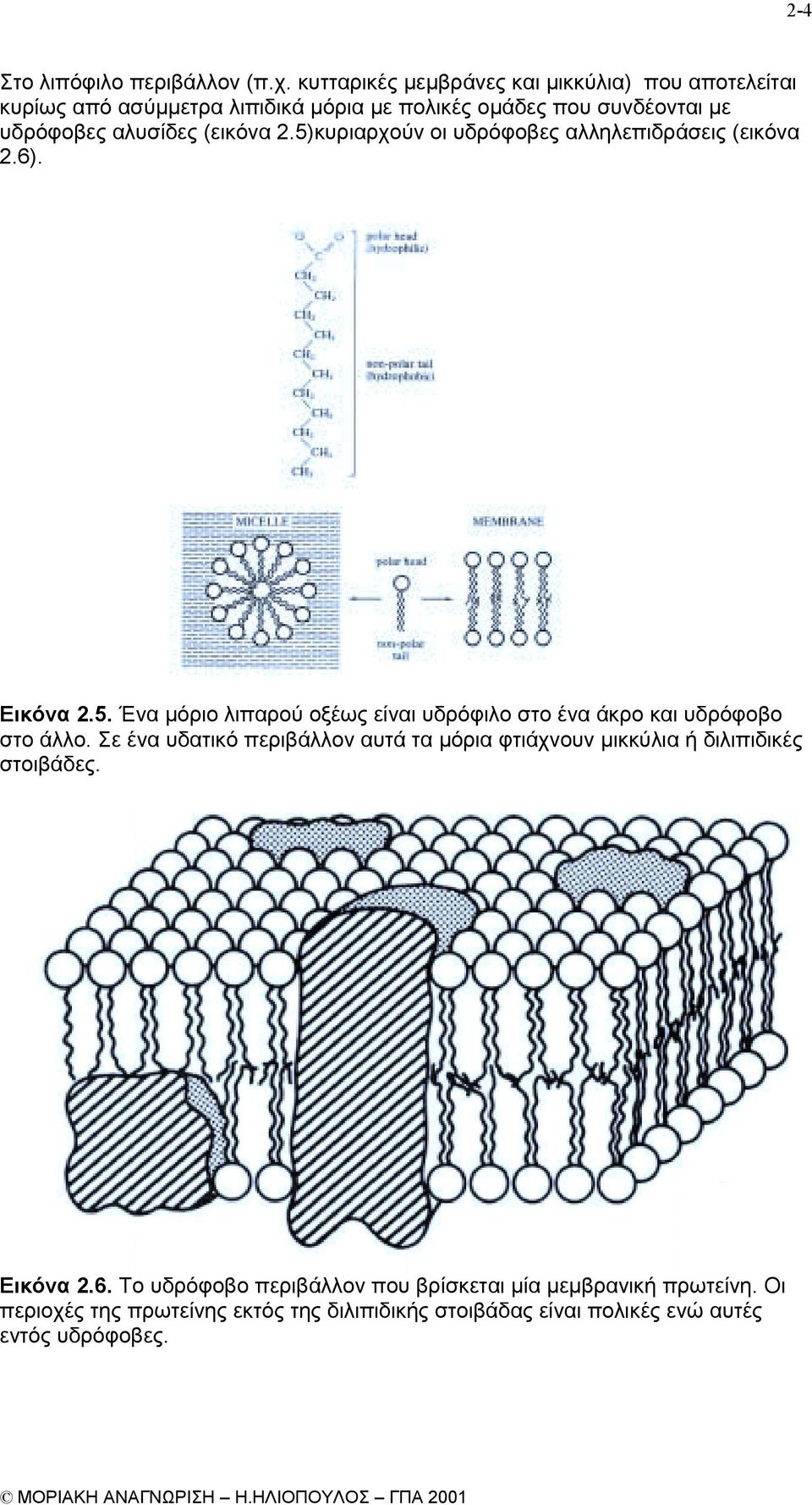 (εικόνα 2.5)κυριαρχούν οι υδρόφοβες αλληλεπιδράσεις (εικόνα 2.6). Εικόνα 2.5. Ένα µόριο λιπαρού οξέως είναι υδρόφιλο στο ένα άκρο και υδρόφοβο στο άλλο.
