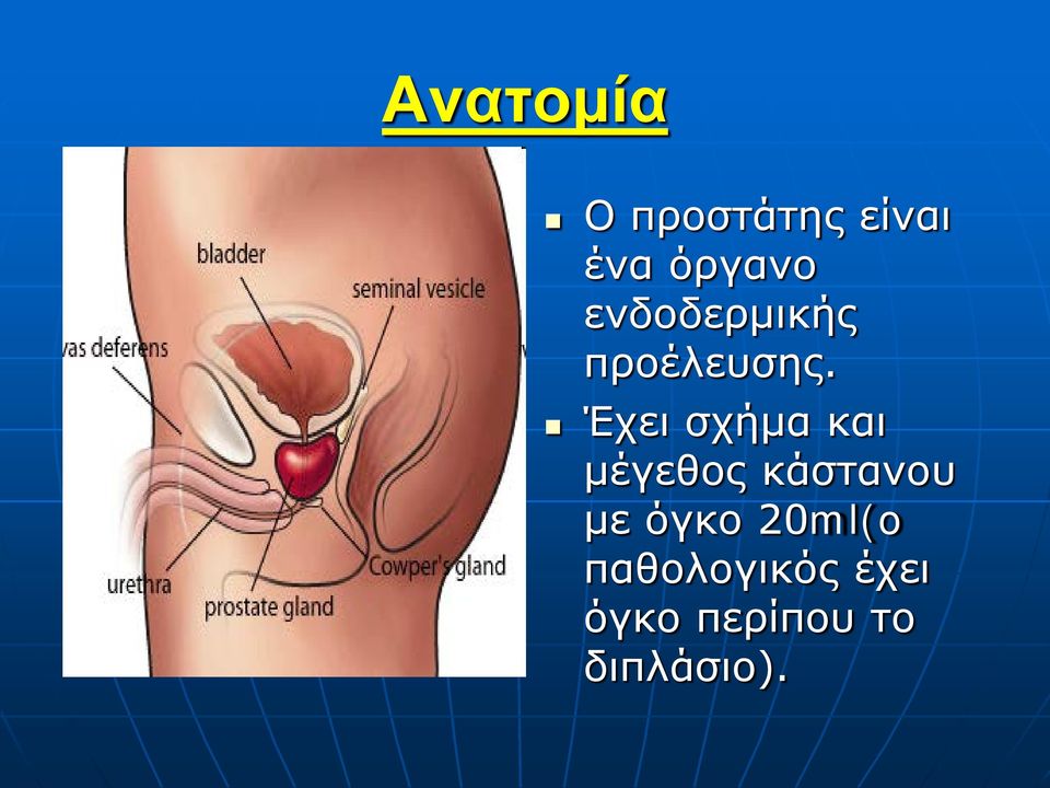 Έχει σχήμα και μέγεθος κάστανου με