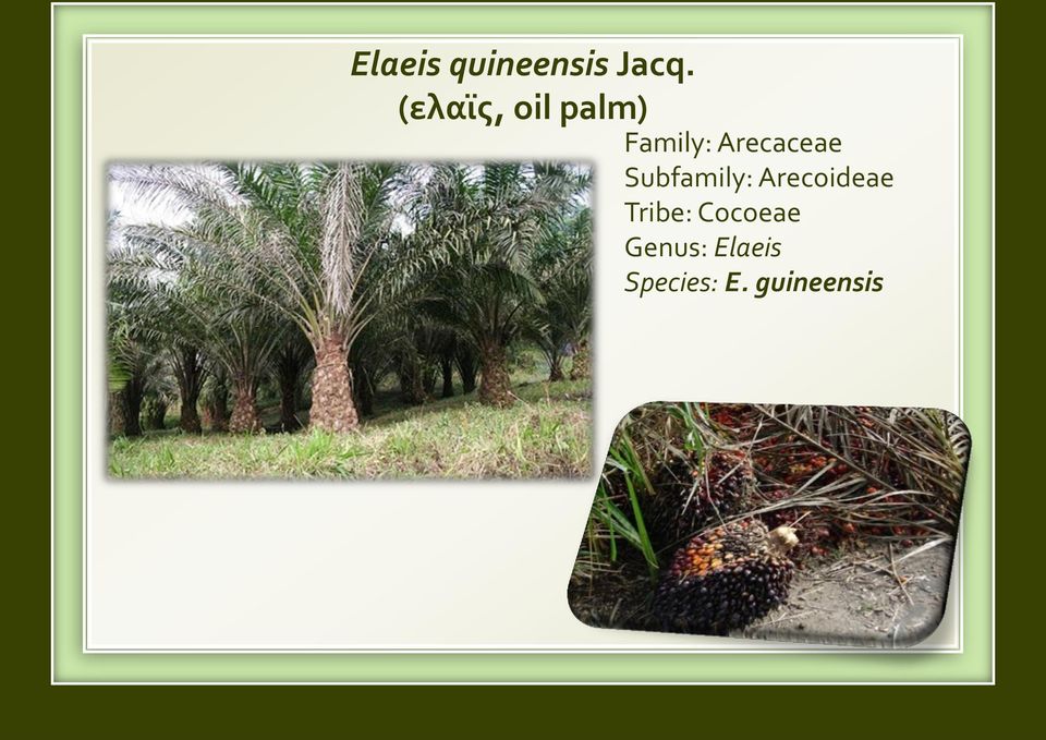 Arecaceae Subfamily: Arecoideae