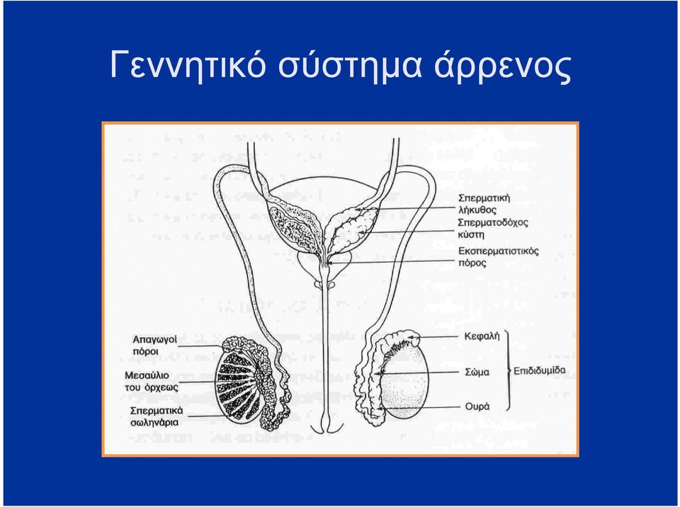 άρρενος