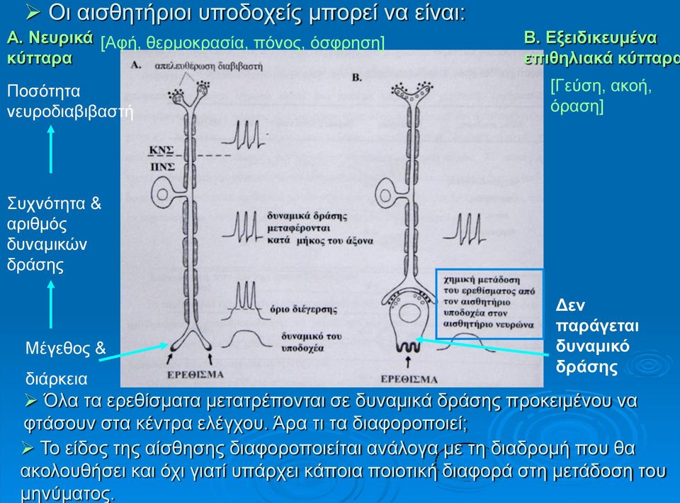 δράσης Όλα τα ερεθίσματα μετατρέπονται σε δυναμικά δράσης προκειμένου να φτάσουν στα κέντρα ελέγχου.