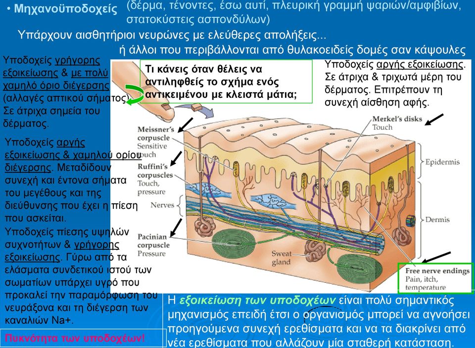 Υποδοχείς αργής εξοικείωσης & χαμηλού ορίου διέγερσης. Μεταδίδουν συνεχή και έντονα σήματα του μεγέθους και της διεύθυνσης που έχει η πίεση που ασκείται.