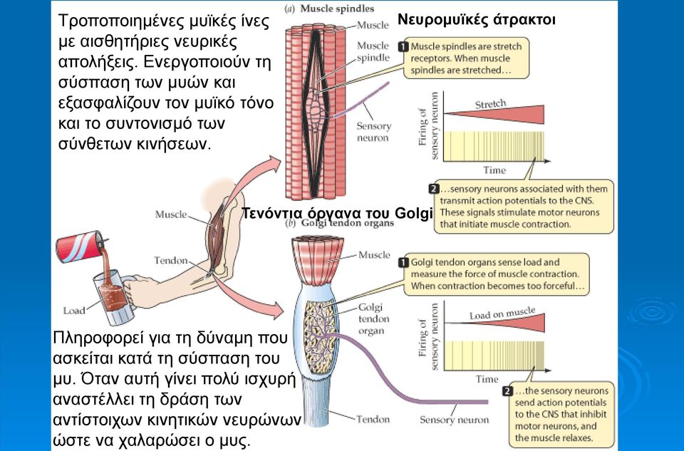 χαλαρώσει ο μυς. Τροποποιημένες μυϊκές ίνες με αισθητήριες νευρικές απολήξεις.