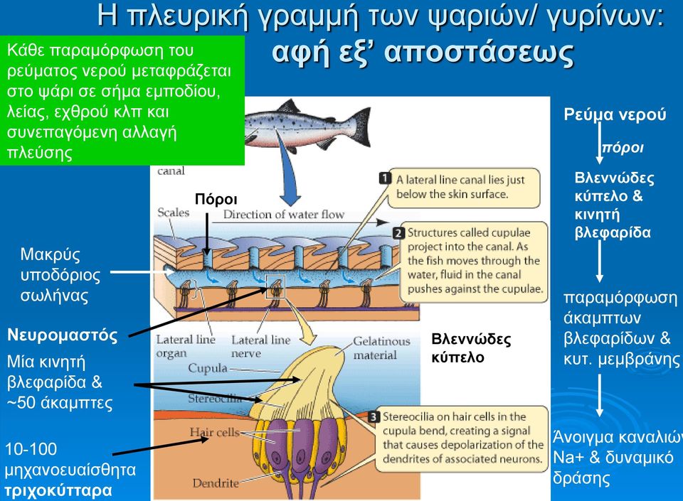 κινητή βλεφαρίδα & ~50 άκαμπτες Πόροι Βλεννώδες κύπελο Ρεύμα νερού πόροι Βλεννώδες κύπελο & κινητή βλεφαρίδα