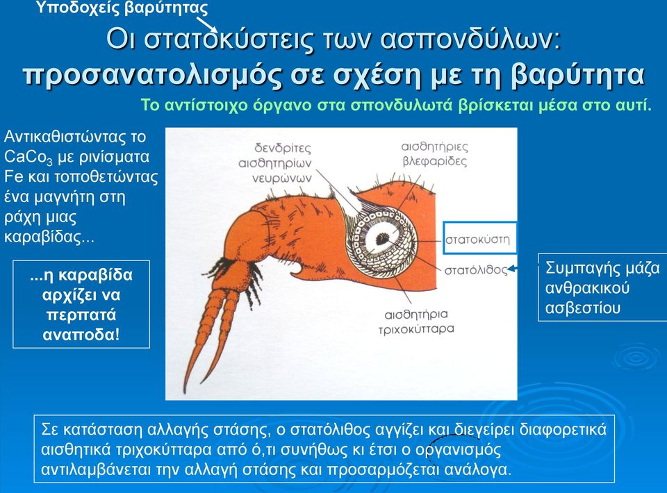 ...η καραβίδα αρχίζει να περπατά αναποδα!