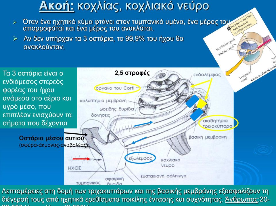 Τα 3 οστάρια είναι ο ενδιάμεσος στερεός φορέας του ήχου ανάμεσα στο αέριο και υγρό μέσο, που επιπλέον ενισχύουν τα σήματα που δέχονται 2,5