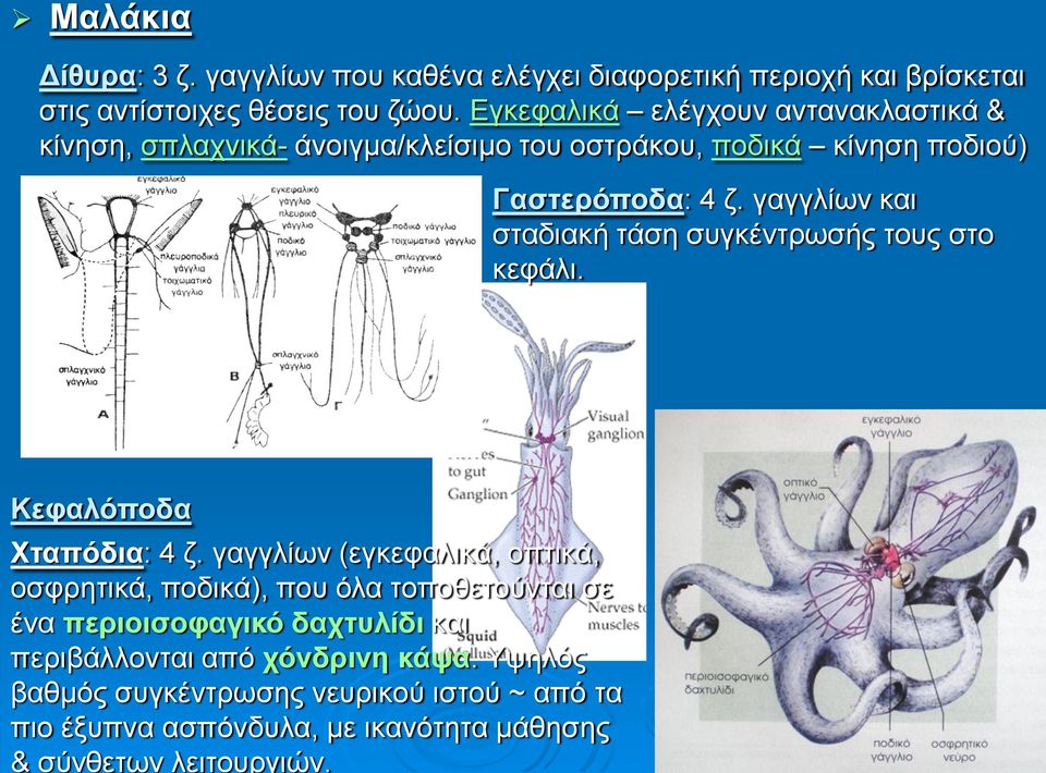 γαγγλίων και σταδιακή τάση συγκέντρωσής τους στο κεφάλι. Κεφαλόποδα Χταπόδια: 4 ζ.