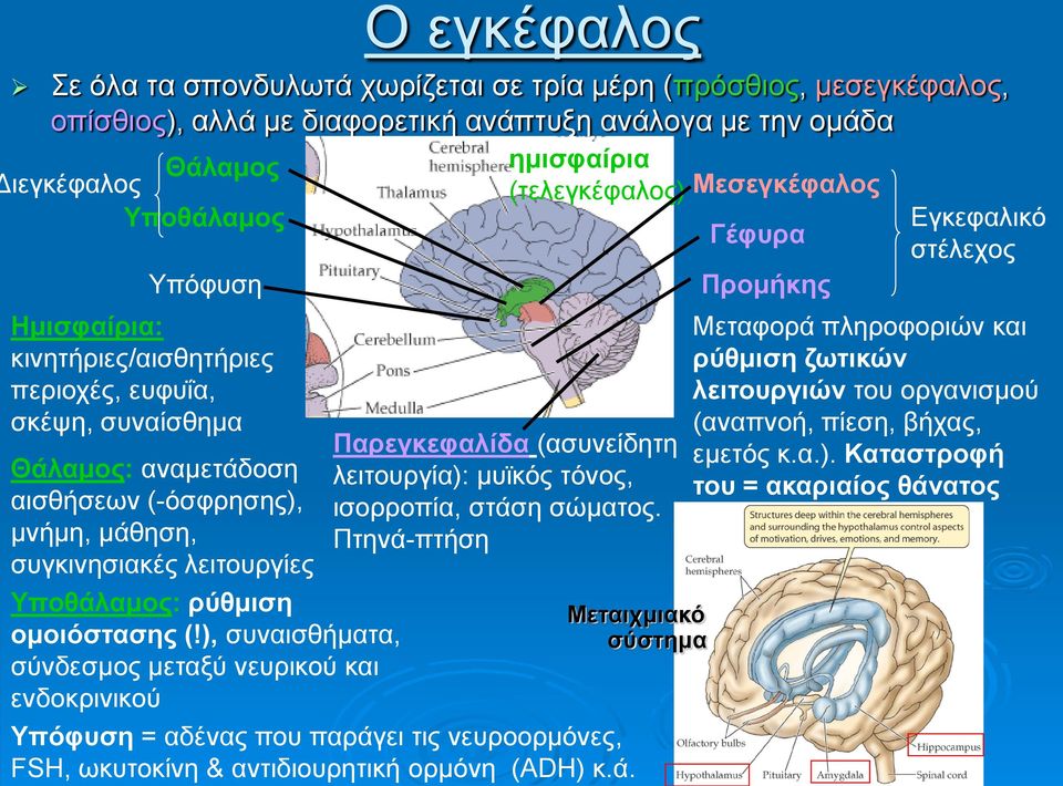 ), συναισθήματα, σύνδεσμος μεταξύ νευρικού και ενδοκρινικού ημισφαίρια (τελεγκέφαλος) Παρεγκεφαλίδα (ασυνείδητη λειτουργία): μυϊκός τόνος, ισορροπία, στάση σώματος.