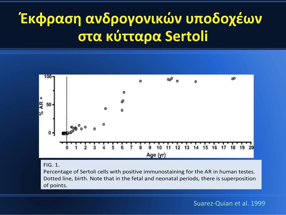 AR in human testes. Dotted line, birth.