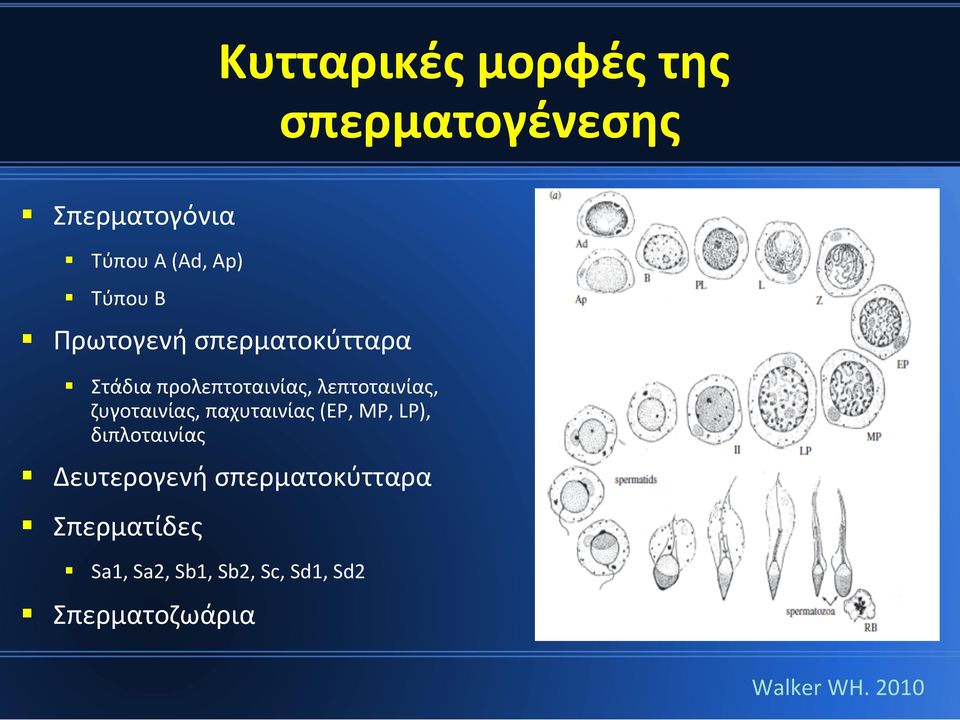 ζυγοταινίας, παχυταινίας (EP, MP, LP), διπλοταινίας Δευτερογενή