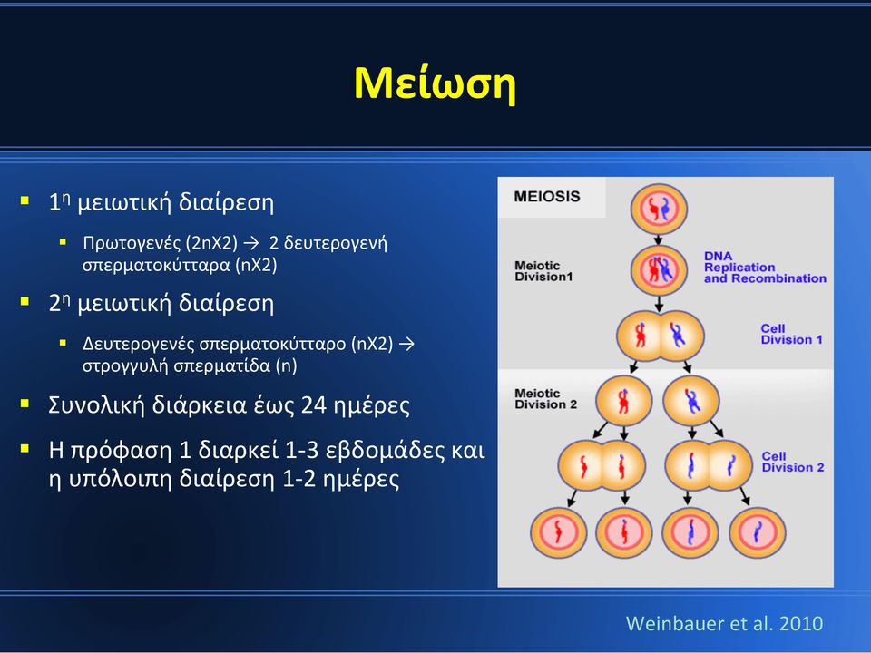 σπερματοκύτταρο (nx2) στρογγυλή σπερματίδα (n) Συνολική διάρκεια έως 24