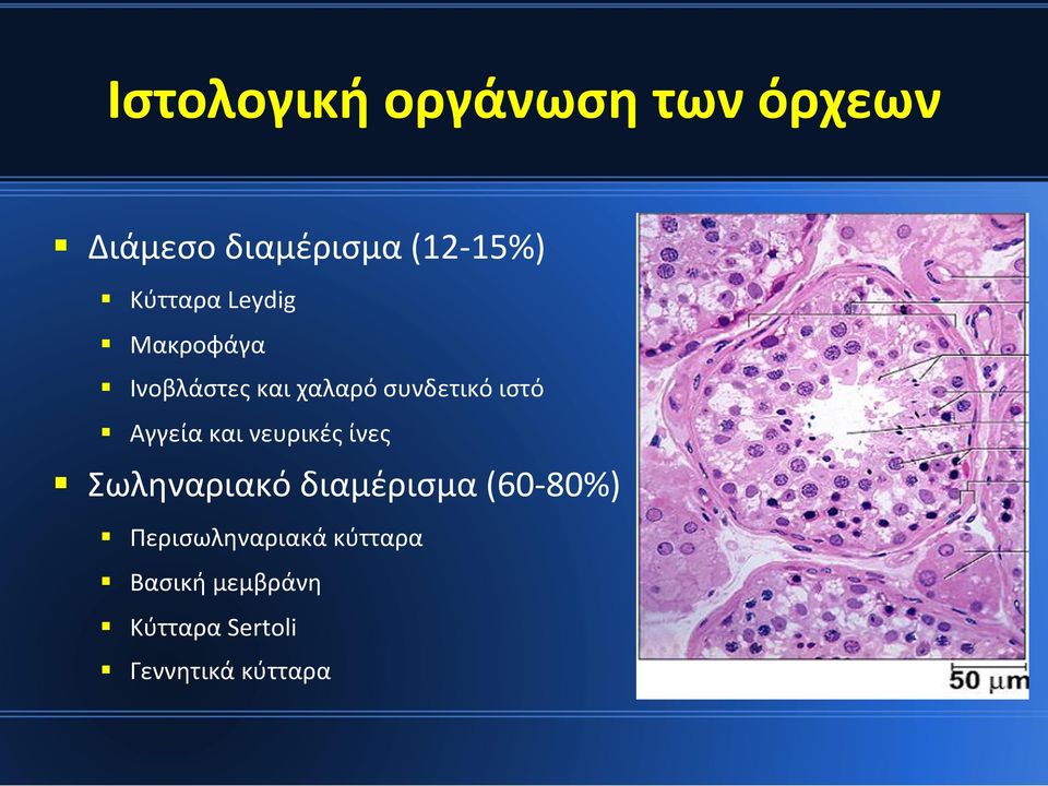 Αγγεία και νευρικές ίνες Σωληναριακό διαμέρισμα (60-80%)