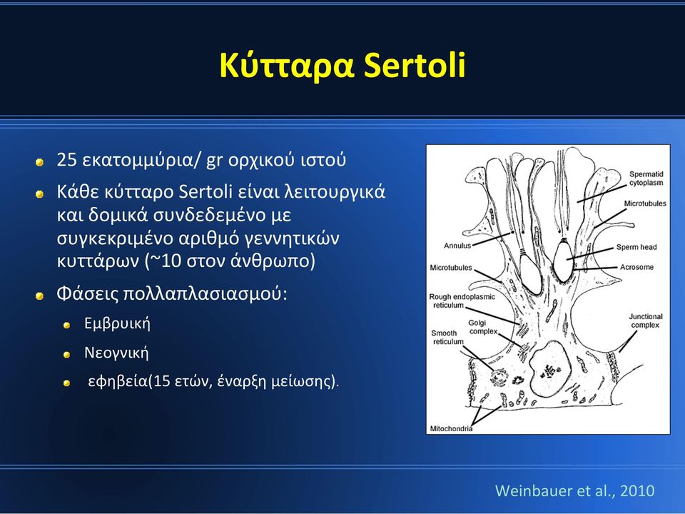 αριθμό γεννητικών κυττάρων (~10 στον άνθρωπο) Φάσεις