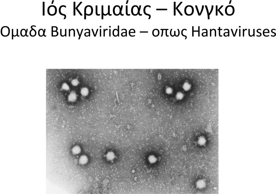 Bunyaviridae