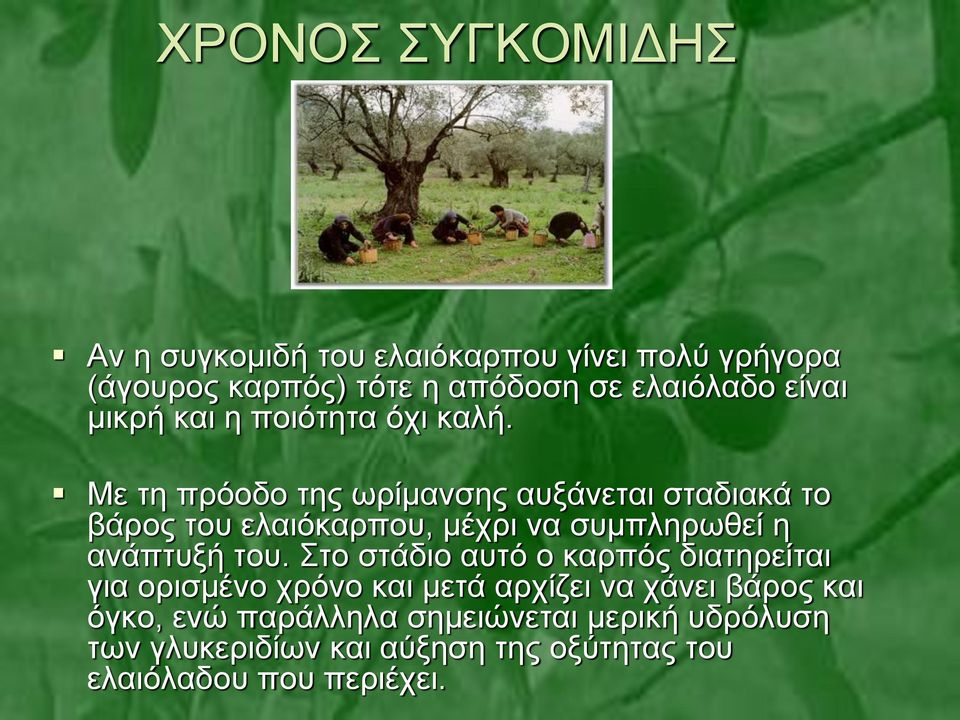 Με τη πρόοδο της ωρίμανσης αυξάνεται σταδιακά το βάρος του ελαιόκαρπου, μέχρι να συμπληρωθεί η ανάπτυξή του.