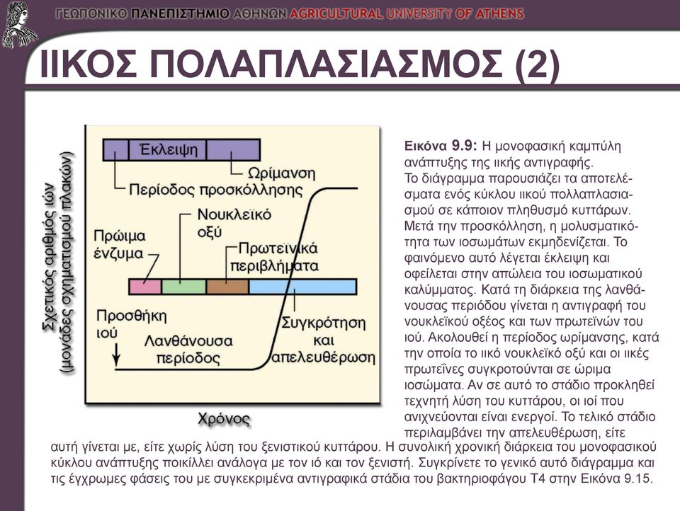 Κατά τη διάρκεια της λανθάνουσας περιόδου γίνεται η αντιγραφή του νουκλεϊκού οξέος και των πρωτεϊνών του ιού.