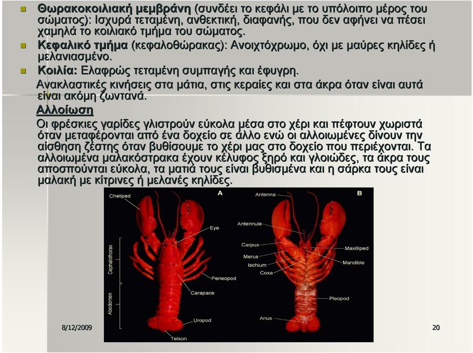 Ανακλαστικές κινήσεις στα μάτια, στις κεραίες και στα άκρα όταν είναι αυτά είναι ακόμη ζωντανά.