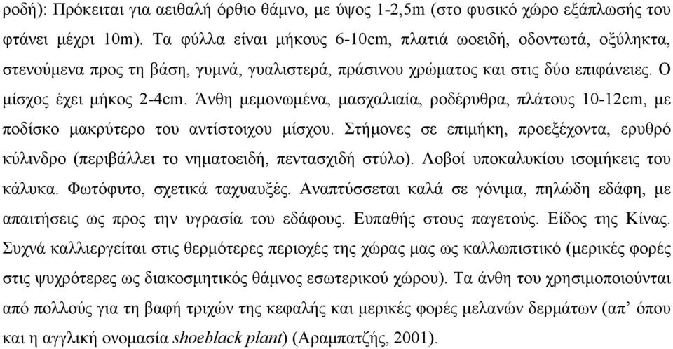 Άνθη μεμονωμένα, μασχαλιαία, ροδέρυθρα, πλάτους 10-12cm, με ποδίσκο μακρύτερο του αντίστοιχου μίσχου. Στήμονες σε επιμήκη, προεξέχοντα, ερυθρό κύλινδρο (περιβάλλει το νηματοειδή, πεντασχιδή στύλο).