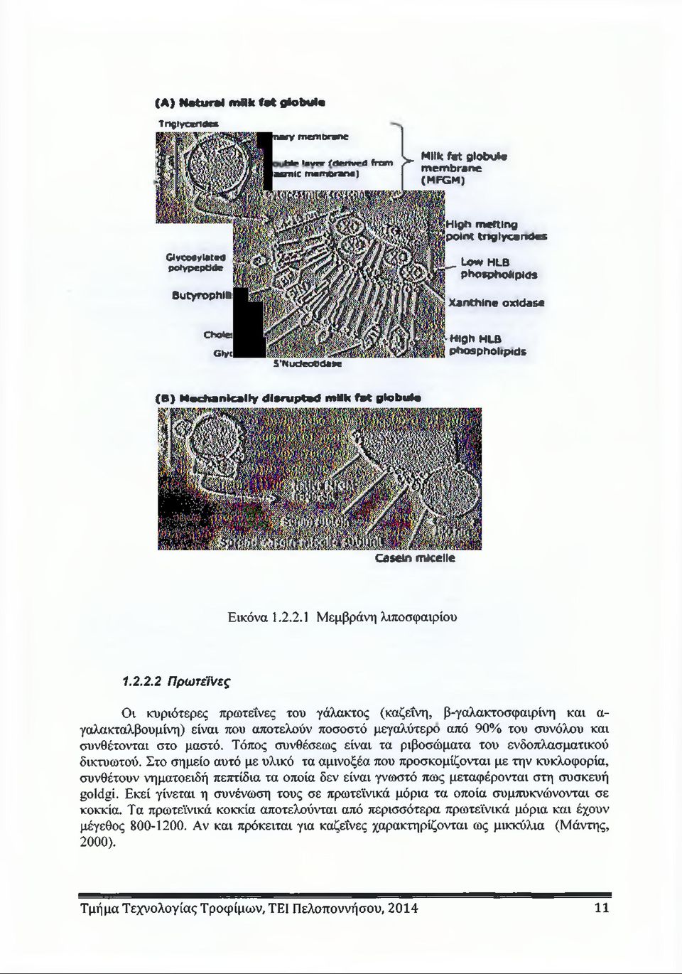 oxidase Cholesterol GlycoUptd 5'NodecOdaae High HLB phospholipids (B ) M ech an ically d is r u p te d muk f a t g lo b u le Casein m icelle Εικόνα 1.2.