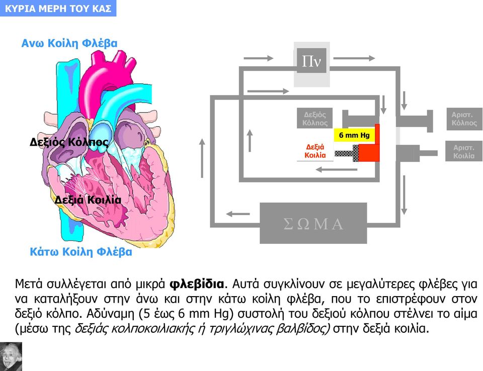 Αυτά συγκλίνουν σε μεγαλύτερες φλέβες για να καταλήξουν στην άνω και στην κάτω κοίλη φλέβα, που το επιστρέφουν