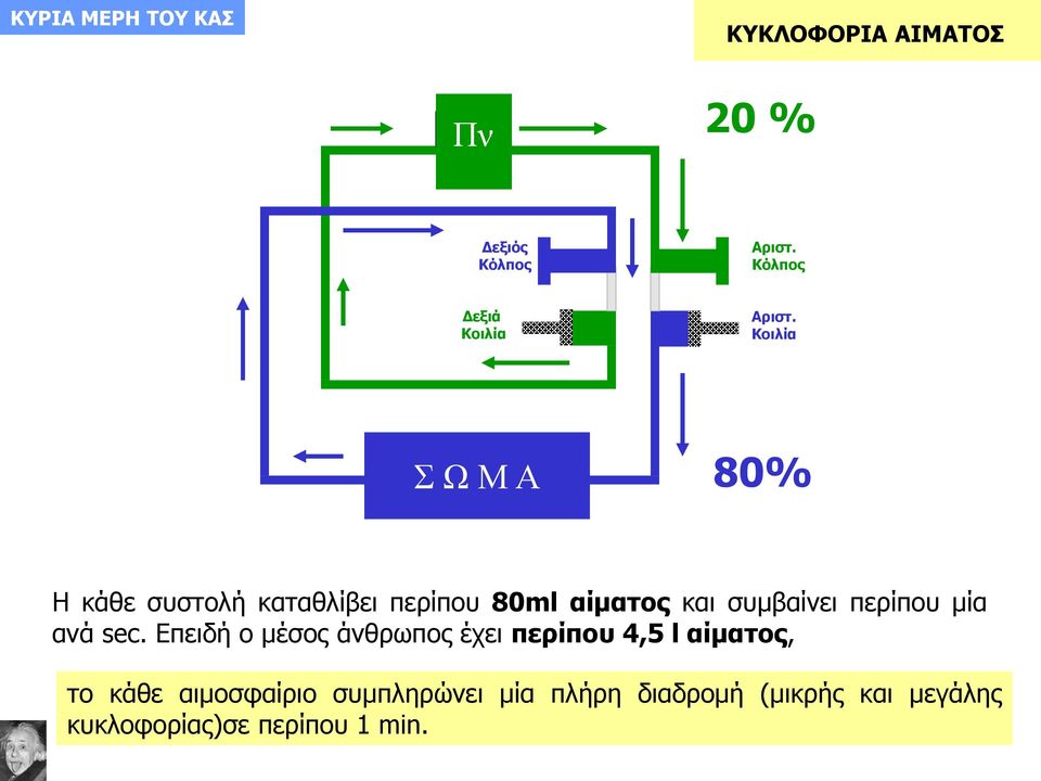 Κοιλία Σ Ω Μ Α 80% Η κάθε συστολή καταθλίβει περίπου 80ml αίματος και συμβαίνει