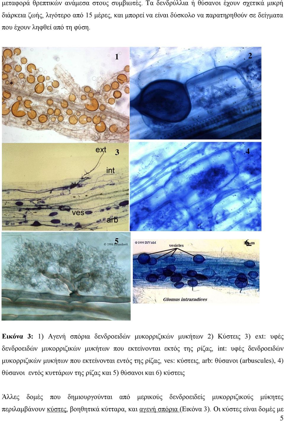 1 2 3 4 5 6 Εικόνα 3: 1) Αγενή σπόρια δενδροειδών μυκορριζικών μυκήτων 2) Κύστεις 3) ext: υφές δενδροειδών μυκορριζικών μυκήτων που εκτείνονται εκτός της ρίζας, int: υφές δενδροειδών
