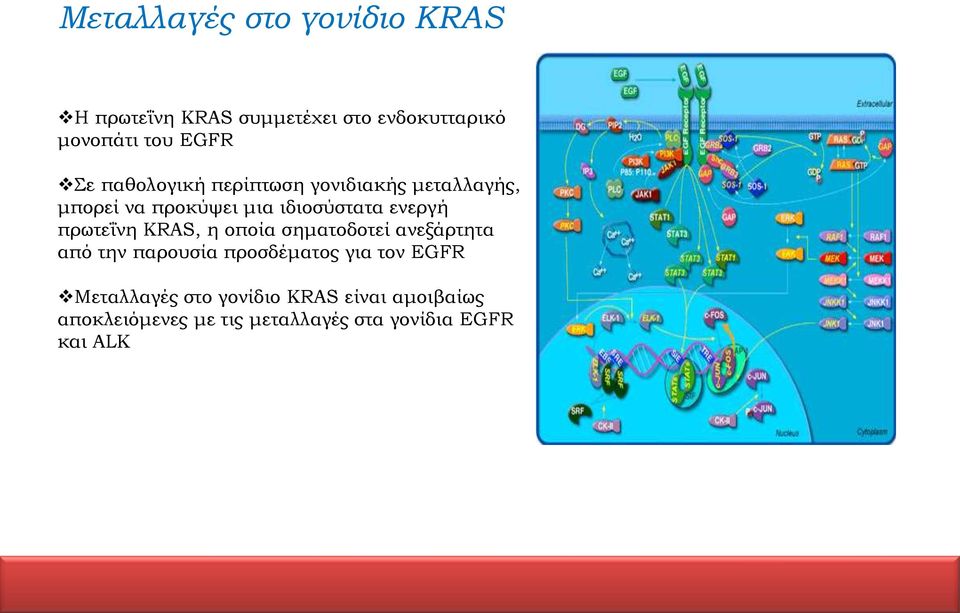 πρωτεΐνη KRAS, η οποία σηματοδοτεί ανεξάρτητα από την παρουσία προσδέματος για τον EGFR