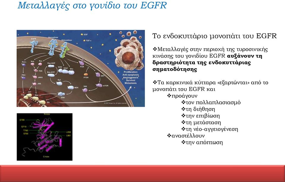 σηματοδότησης Τα καρκινικά κύτταρα «εξαρτώνται» από το μονοπάτι του EGFR και προάγουν τον