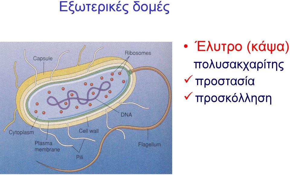 πολυσακχαρίτης