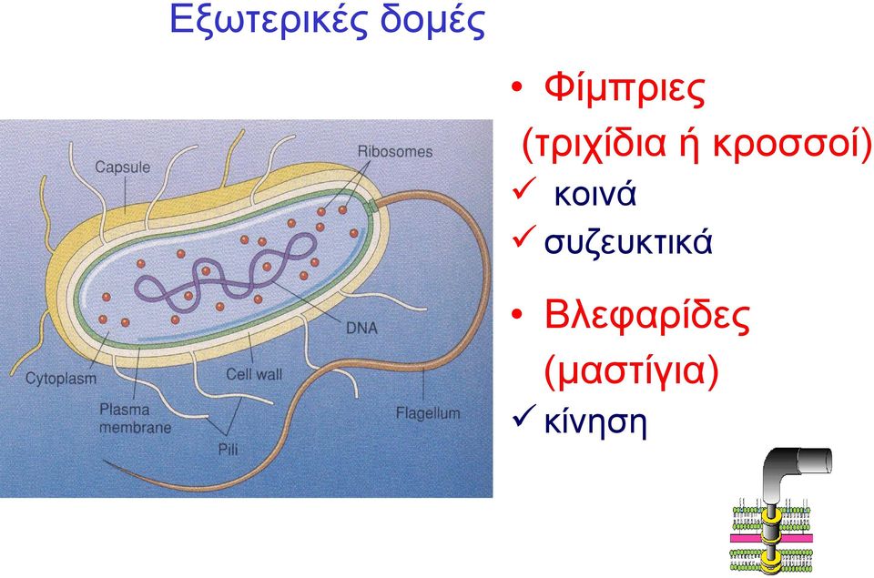 κροσσοί) κοινά