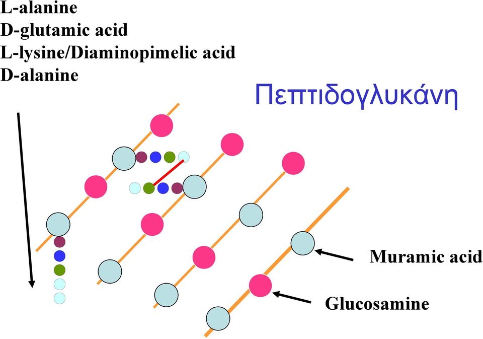 acid D-alanine