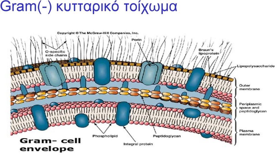 τοίχωμα