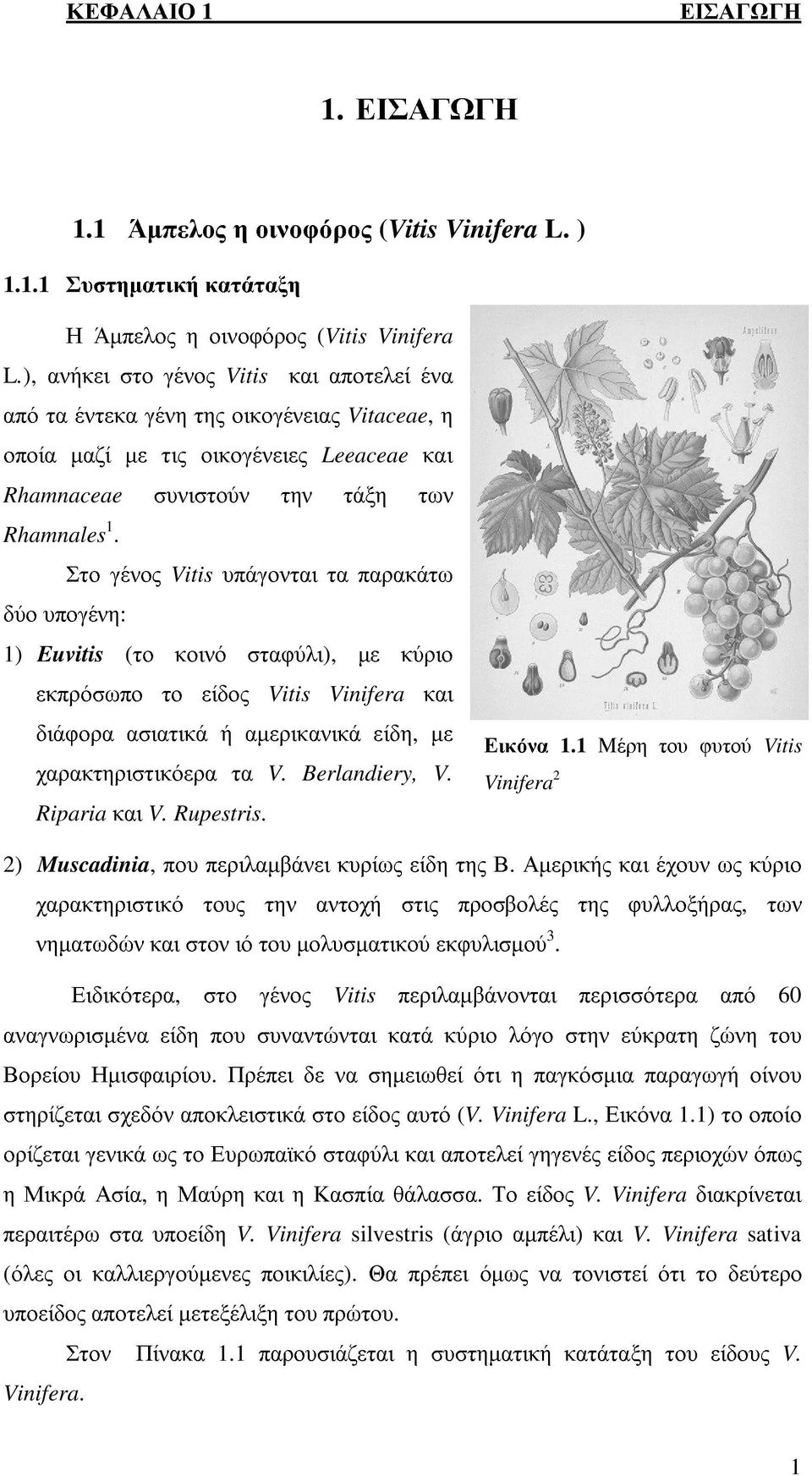 ), Vitis διάφορα υπάγονται τα παρακάτω Vitaceae, χαρακτηριστικόερα το κοινό είδος µε κύριο Leeaceae ασιατικά τους περιλαµβάνει ή τα αµερικανικά την αντοχή κυρίως στις είδη µε της προσβολές Εικόνα