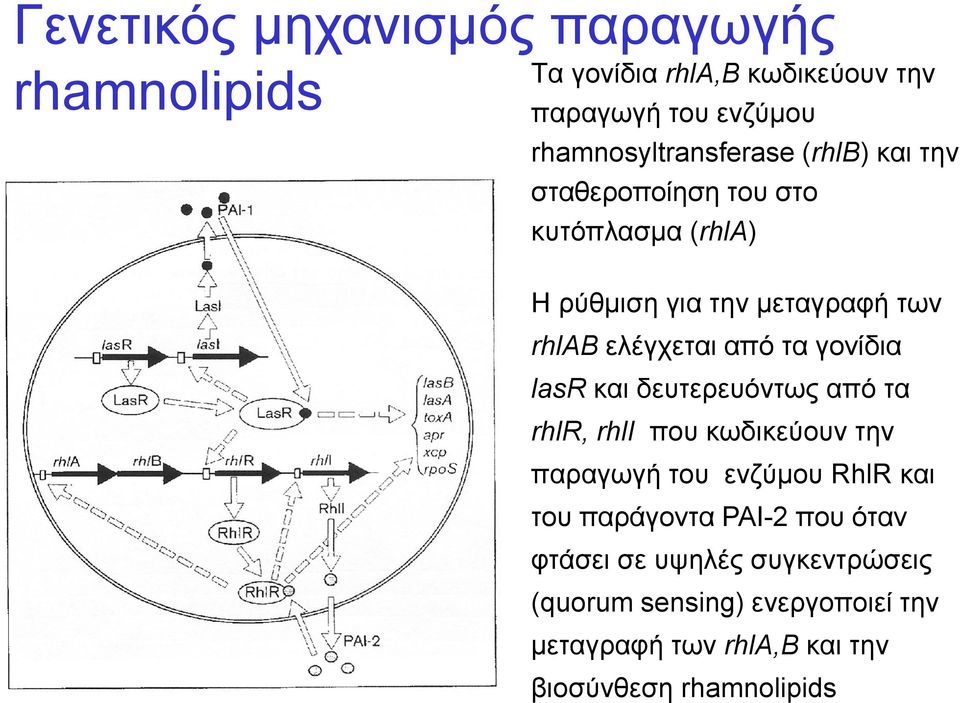 ελέγχεται από τα γονίδια lasr και δευτερευόντως από τα rhlr, rhli που κωδικεύουν την παραγωγή του ενζύμου RhlR και