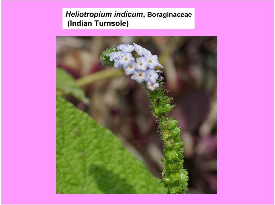 Boraginaceae