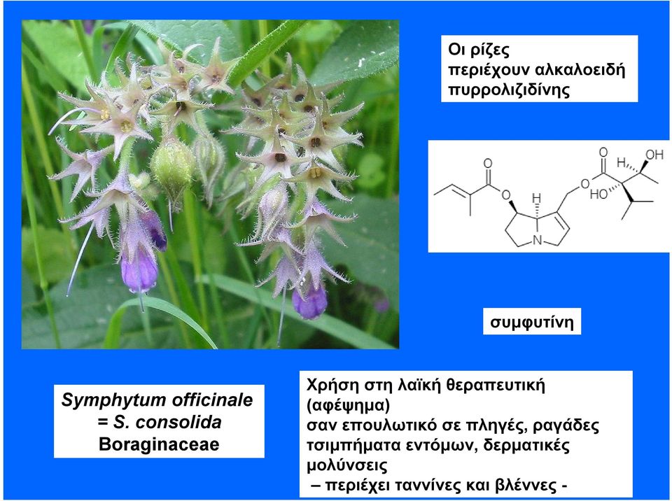 consolida Boraginaceae Χρήση στη λαϊκή θεραπευτική (αφέψημα)