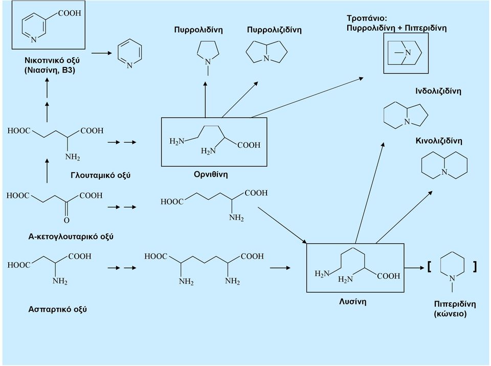 Γλουταμικό οξύ Ορνιθίνη HOOC COOH HOOC COOH O H 2 Α-κετογλουταρικό οξύ HOOC