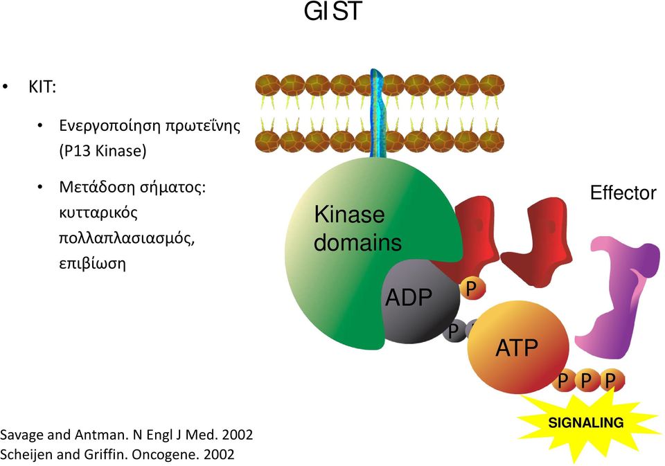 Kinase domains ADP P P P P ATP P P P Effector Savage and