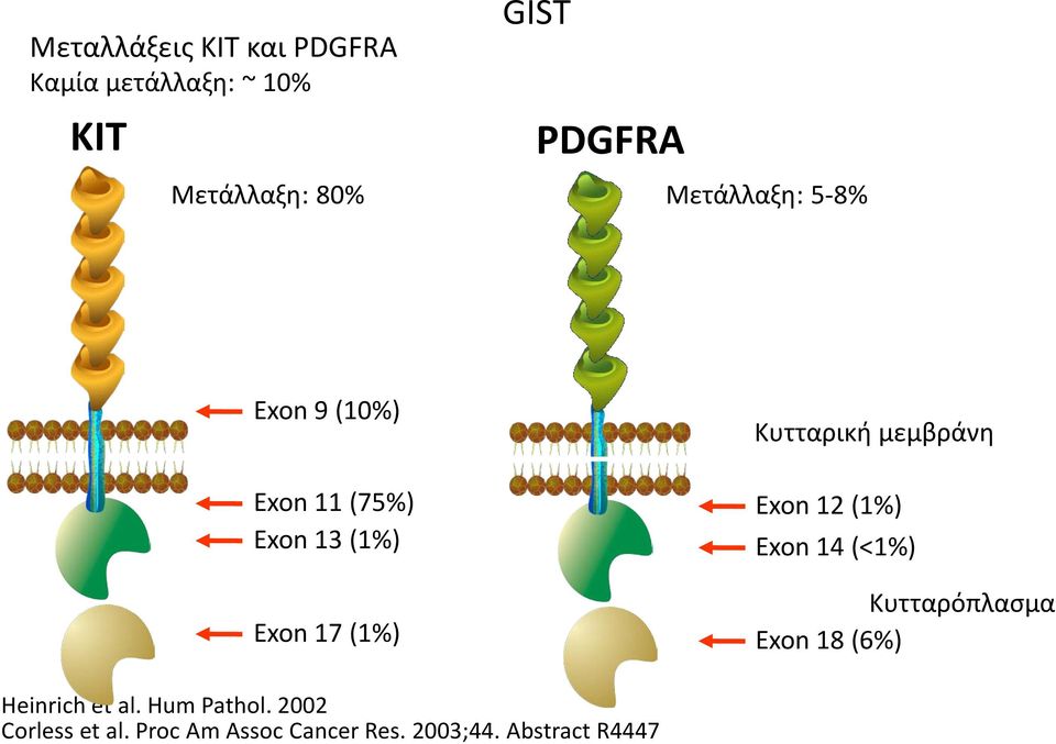 Κυτταρική μεμβράνη Exon 12 (1%) Exon 14 (<1%) Κυτταρόπλασμα Exon 18 (6%)
