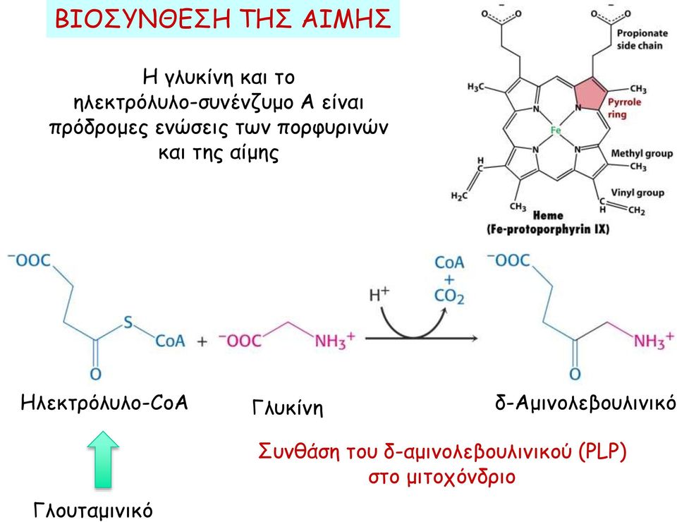 πορφυρινών και της αίμης Ηλεκτρόλυλο-CoΑ Γλυκίνη