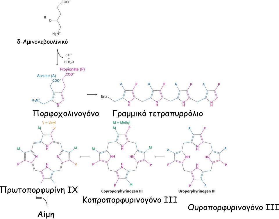 τετραπυρρόλιο Πρωτοπορφυρίνη ΙΧ
