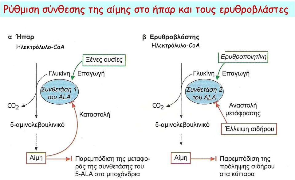 τους ερυθροβλάστες