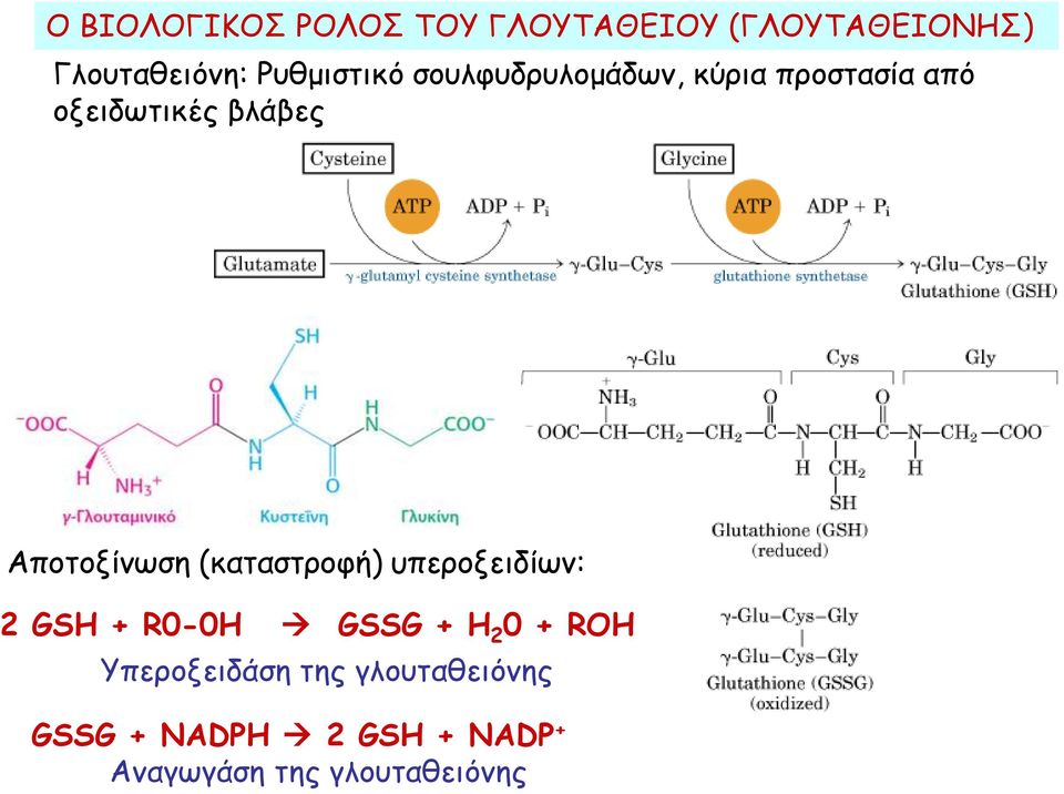 Αποτοξίνωση (καταστροφή) υπεροξειδίων: 2 GSH + R0-0H GSSG + H 2 0 + ROH