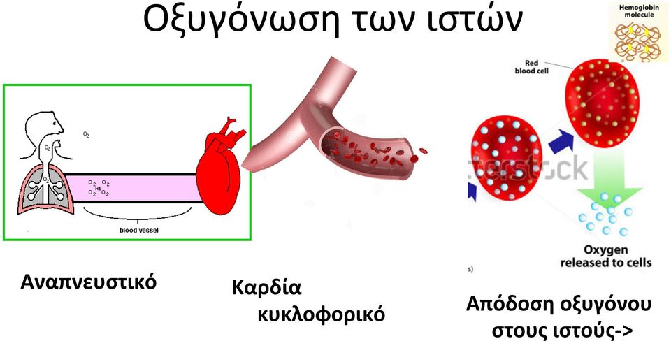 κυκλοφορικό Απόδοση