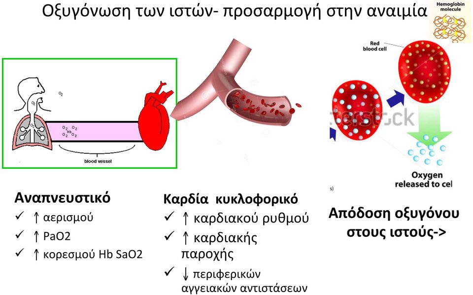 Καρδία κυκλοφορικό ü καρδιακού ρυθμού ü καρδιακής