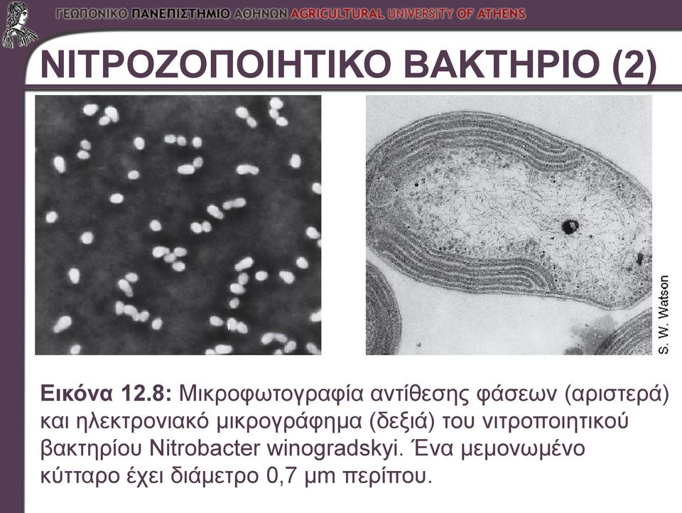 ηλεκτρονιακό μικρογράφημα (δεξιά) του νιτροποιητικού