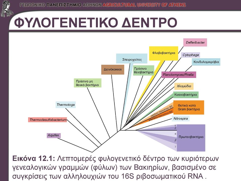 κυριότερων γενεαλογικών γραμμών (φύλων) των