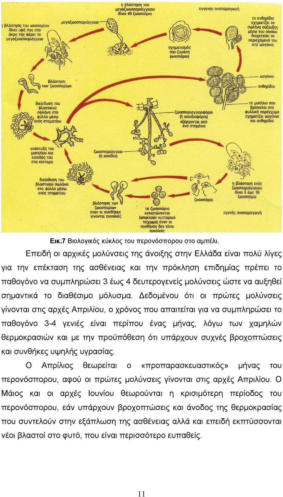 να αυξηθεί σηµαντικά το διαθέσιµο µόλυσµα.