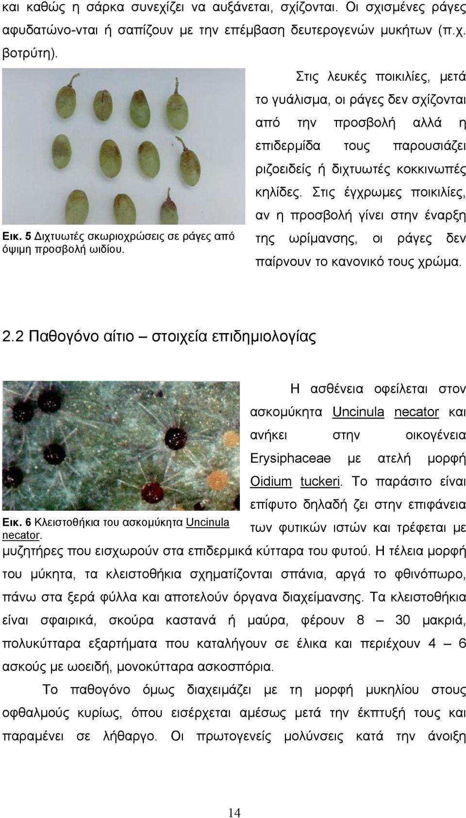 Στις λευκές ποικιλίες, µετά το γυ άλισµα, οι ράγες δεν σχίζονται από την προσβολή αλλά η επιδερµίδα τους παρουσιάζει ριζοειδείς ή διχτυωτές κοκκινωπές κηλίδες.