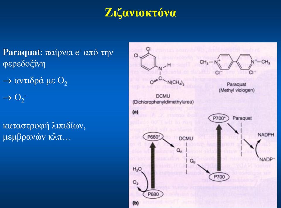 φερεδοξίνη αντιδρά με Ο 2 Ο